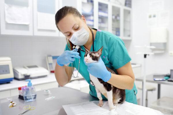 Veterinarian doctor wearing face mask checking the ears of cat of the breed Cornish Rex with otoscope in veterinary clinic during covid epidemic. Veterinary aid for pets. Pet health.