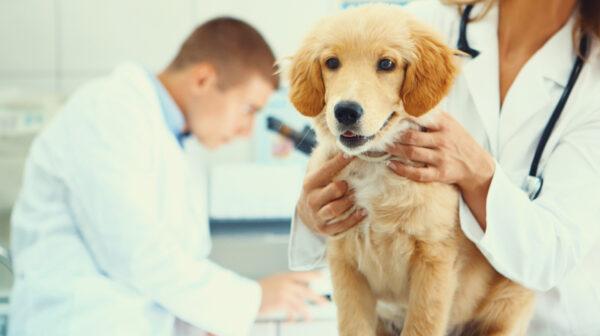 Closeup of healthy Golden Retriever puppy on examination table at vet's office. The dog is happy and eager to go home. One of the vet's is holding the dog while the other is in background, using a microscope,